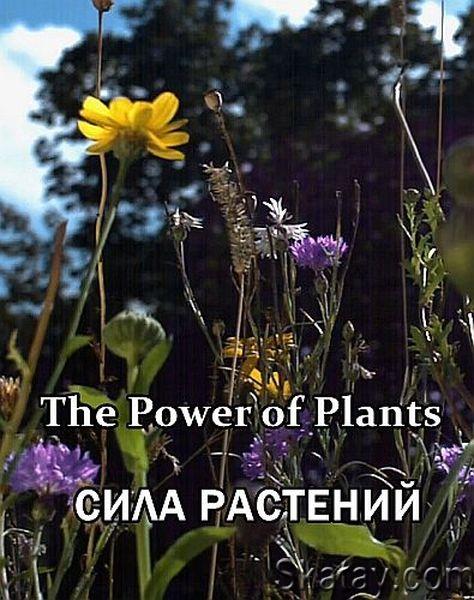 Сила растений / The Power of Plants (2021) HDTV 1080i