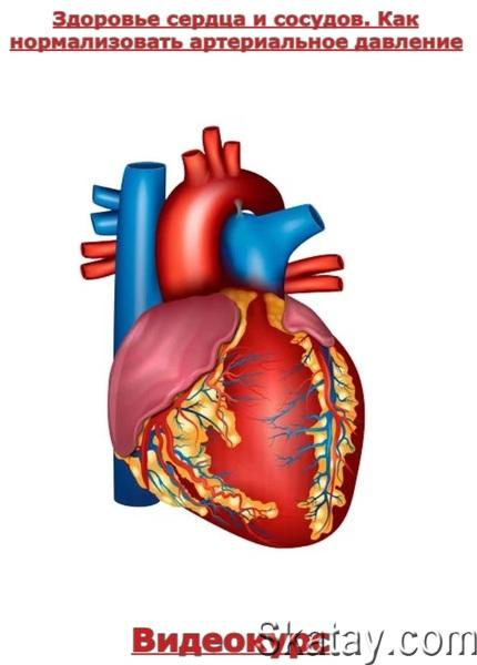 Здоровье сердца и сосудов. Как нормализовать артериальное давление (2023) /Видеокурс/