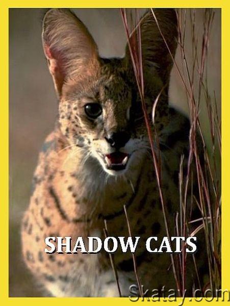 Обитатели тени / Shadow Cats (2021) HDTVRip 720p